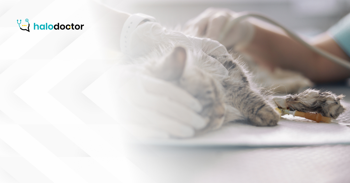 Kolejne ognisko wścieklizny w Polsce. Główny Lekarz Weterynarii ostrzega